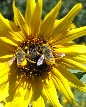 Bees and sunflowers - John Lorenz